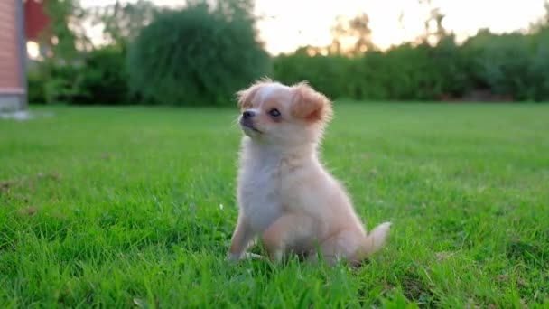 Small Cute Chihuahua Puppy Playing Outdoors Sunset Long Haired Pet — Vídeo de Stock