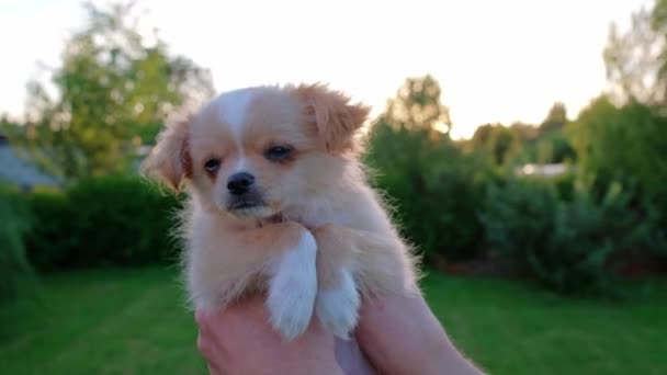 Hand Holding Small Cute Chihuahua Puppy Sunset Long Haired Pet — Wideo stockowe