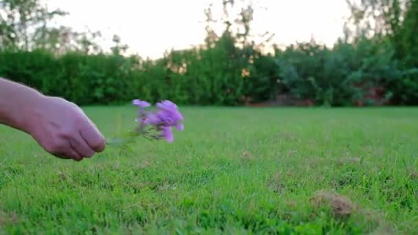 Small Cute Chihuahua Puppy Playing Outdoors Sunset Long Haired Pet — Video