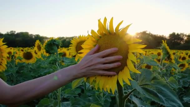 Sunflowers Field Sunset Hand Slowly Touching Petals Many Beautiful Yellow — Vídeos de Stock