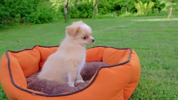 Small Cute Chihuahua Puppy Playing Outdoors Long Haired Pet Miniature — Stockvideo