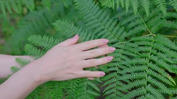 Рука Женщины Нежно Касается Папоротника Зеленые Листья Лесу Крупный План — стоковое видео
