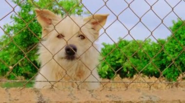 Parmaklıklar ardında terk edilmiş sevimli bir köpek. Aç evcil hayvan yemek istiyor. Üzgün hayvan gözlerini kapat. Barınakta evlat edinilmeyi bekleyen yalnız bir köpek. Hayvanlara kötü muamele. Yatay yüksek kaliteli video.