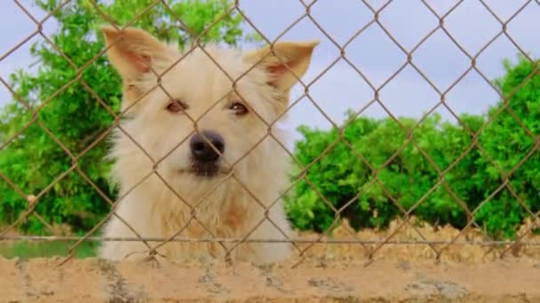 Parmaklıklar Ardında Terk Edilmiş Sevimli Bir Köpek Evcil Hayvan Yemek — Stok video