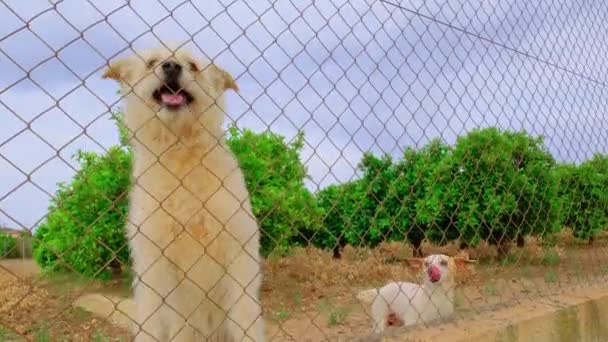 Покинутий Милий Собака Ґратами Голодний Улюбленець Просить Про Їжу Крупним — стокове відео