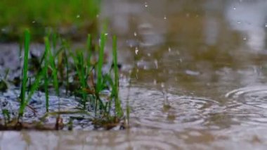 Yağmur yağarken yeşil bir çimeni kapat. Damlatın. Su damlalarına yakın çekim. Yavaş çekim videosu.
