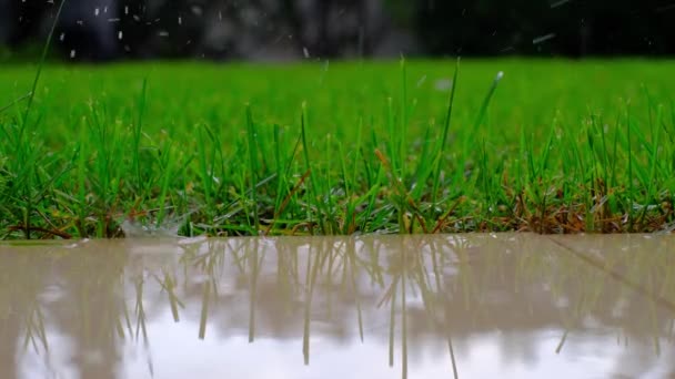 Близько Зеленої Трави Під Час Дощу Кидайте Бризки Закриття Крапель — стокове відео