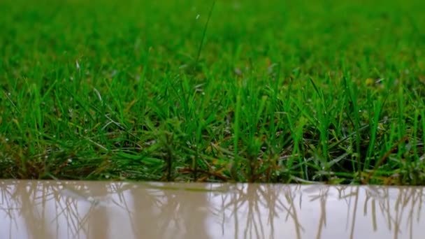 Feche Uma Grama Verde Enquanto Está Chovendo Larga Salpicos Fechar — Vídeo de Stock