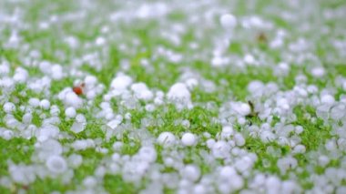 Yeşil çimlerin üzerinde dolu olan yavaş çekim videosu. Donmuş damlacıklar. Bir damla yakın çekim. Dolu yağıyor. Yatay ağır çekim videosu. 