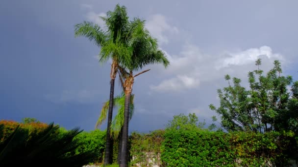 Trzy Palmy Stojące Tęcza Tle Deszczu Nieba Piękna Zielona Przyroda — Wideo stockowe