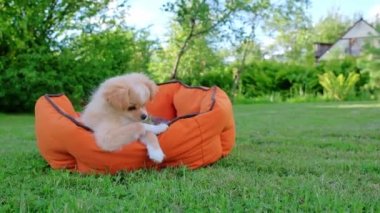 Small cute Chihuahua puppy playing outdoors at sunset. Long-haired pet miniature dog with brown hair. Adorable little friend. Companion friendly dog. Playful funny purebred canine. Slow motion. 