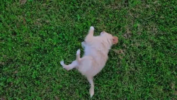 Small Cute Chihuahua Puppy Playing Outdoors Sunset Long Haired Pet — Vídeo de Stock