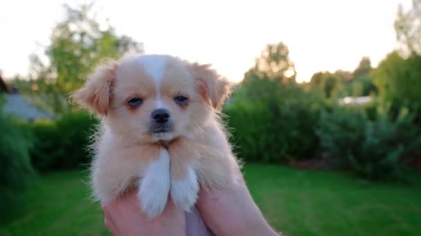 Small Cute Chihuahua Puppy Playing Outdoors Sunset Long Haired Pet — Vídeo de stock