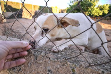 Abandoned cute dog behind bars. Hungry pet is asking for food. Close up of sad animal eyes. Lonely dog in a shelter waiting for an adoption. Animal mistreatment. Horizontal high quality photo.