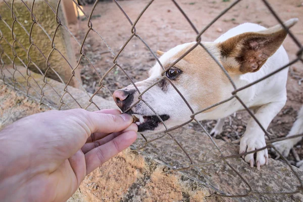 Abandoned cute dog behind bars. Hungry pet is asking for food. Close up of sad animal eyes. Lonely dog in a shelter waiting for an adoption. Animal mistreatment. Horizontal high quality photo.