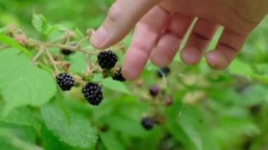 Ormandaki yabani böğürtlenleri kapatın. Blackberry ormanda yetişiyor. Arka plan bulanık. Meyve toplayan bir adamın eli. Yavaş çekim, tam HD.