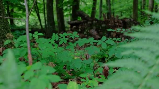Gruselige Gestalt Wald Baumstämme Den Wald Legen Grüne Wildheit Bäume — Stockvideo