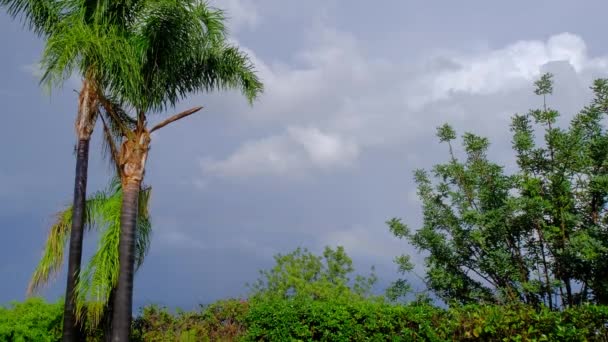 三棵棕榈树矗立着 彩虹在背景上 雨后的天空 西班牙美丽的绿色自然 4K慢动作视频 — 图库视频影像
