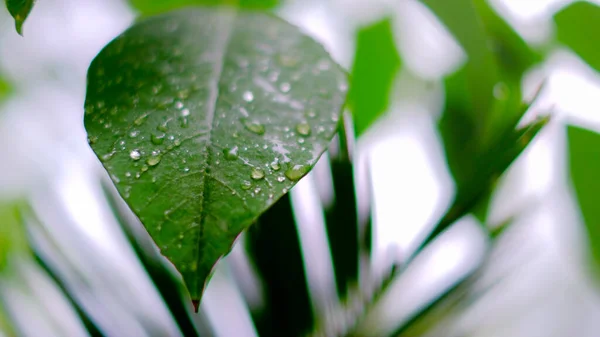 Закрыть Лист Каплей Дождя Зеленые Листья После Дождя Естественный Фон — стоковое фото