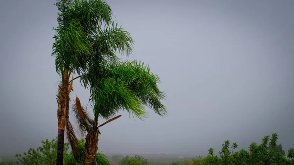 Slow motion video with hail on a green tall palm tree. Frozen droplets in tropical climate. Falling hailstone.