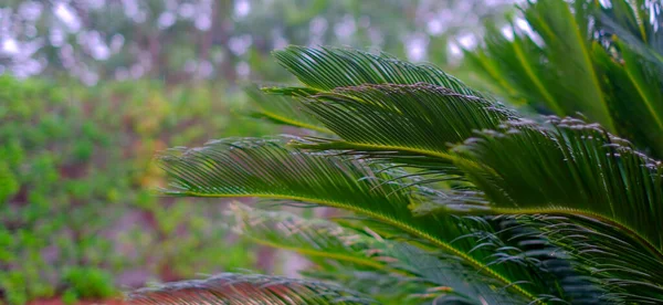 Palmbladeren Dicht Prachtige Groene Natuur Spanje Natuurlijke Achtergrond — Stockfoto