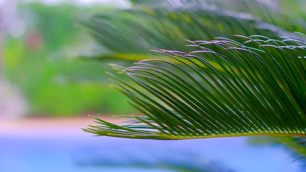 Palmblad Nära Vacker Grön Natur Spanien Naturlig Bakgrund — Stockfoto