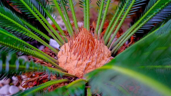 Пальмовые Листья Закрываются Зеленая Природа Испании Естественный Фон — стоковое фото