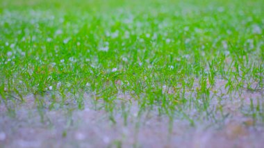 Yeşil çimlere selam olsun. Donmuş damlacıklar. Bir damla yakın çekim. Dolu yağıyor.. 