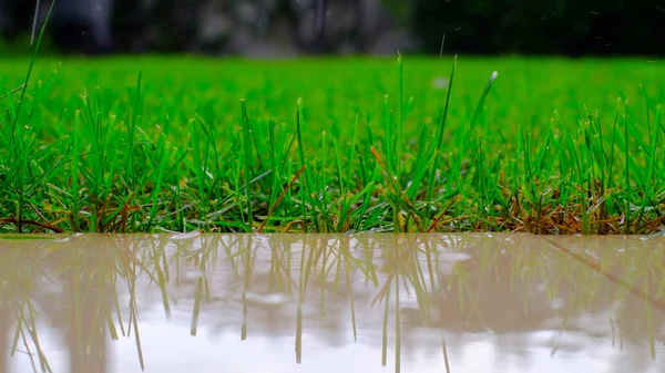 Закрыть Зеленую Траву Время Дождя Бросай Брызги Крупный План Капель — стоковое фото
