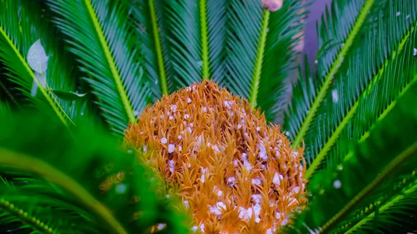 Sláva Zelené Palmě Zmrazené Kapky Tropickém Podnebí Blízko Kamaráda Listí — Stock fotografie