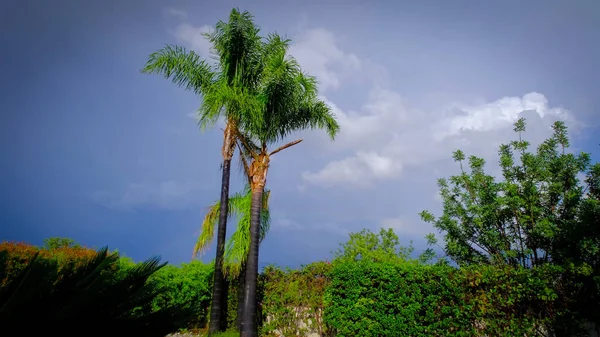 Trois Palmiers Debout Arc Ciel Arrière Plan Après Ciel Pluvieux — Photo