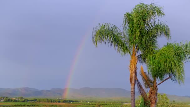 Trzy Palmy Stojące Tęcza Tle Deszczu Nieba Piękna Zielona Przyroda — Wideo stockowe
