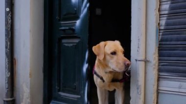 Şirin bir köpeğin portresi. Pet sana bakıyor. Köpekçik sokakta yürüyüş için bekliyor. Şirin beyaz erkek labrador 'a yaklaş. Açık kahverengi renkli hayvan. 4k ağır çekim videosu. 