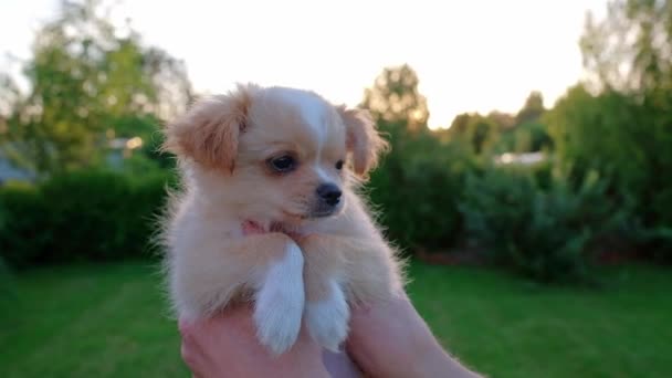 Hand Holding Small Cute Chihuahua Puppy Sunset Long Haired Pet — Vídeo de Stock