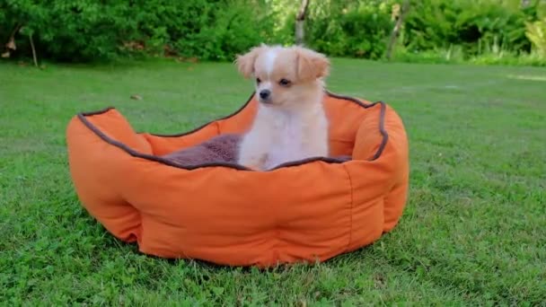 Small Cute Chihuahua Puppy Playing Outdoors Long Haired Pet Miniature — Video