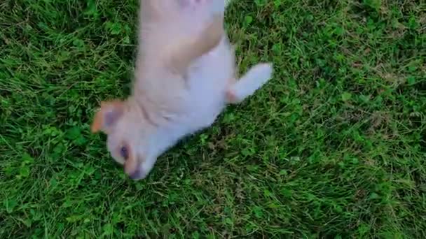 Small Cute Chihuahua Puppy Playing Outdoors Green Grass Long Haired — Stockvideo