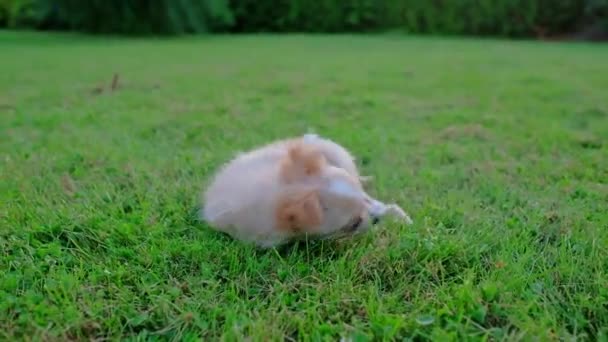 Small Cute Chihuahua Puppy Playing Outdoors Green Grass Long Haired — Stockvideo