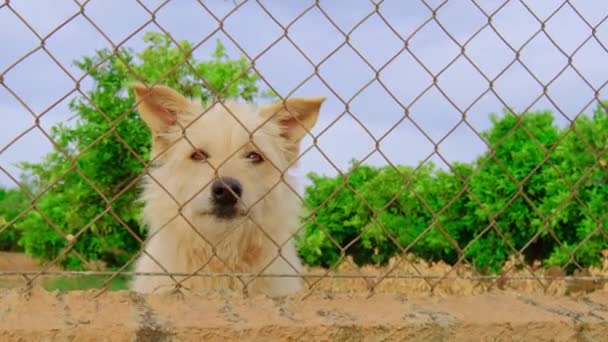 Opuštěný Roztomilý Pes Mřížemi Hladový Mazlíček Říká Jídlo Zblízka Smutné — Stock video