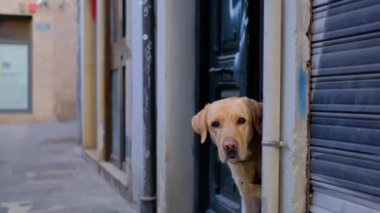 Şirin bir köpeğin portresi. Pet sana bakıyor. Köpekçik sokakta yürüyüş için bekliyor. Şirin beyaz erkek labrador 'a yaklaş. Açık kahverengi renkli hayvan. 4k ağır çekim videosu. 