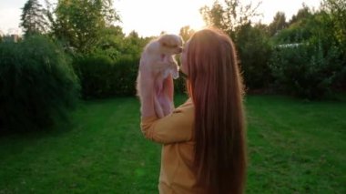 Woman holding a small cute Chihuahua puppy at sunset. Long-haired pet miniature dog with brown hair. Adorable little friend. Companion friendly dog. Funny purebred canine. Slow motion. 