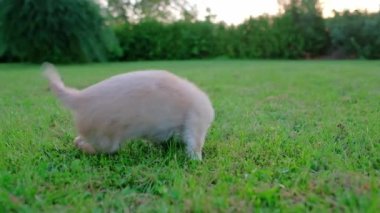 Small cute Chihuahua puppy playing outdoors on green grass. Long-haired pet miniature dog with brown hair. Adorable little friend. Companion friendly dog. Playful funny purebred canine. Slow motion. 