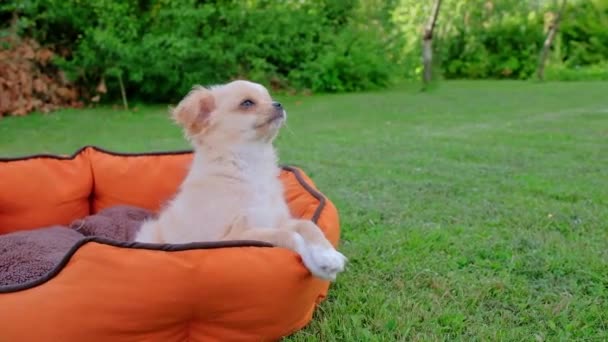 Small Cute Chihuahua Puppy Playing Outdoors Long Haired Pet Miniature — ストック動画