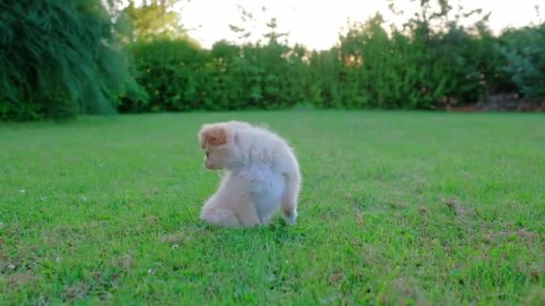 Small Cute Chihuahua Puppy Playing Outdoors Sunset Long Haired Pet — Stok video