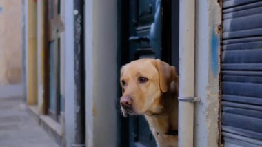 Şirin bir köpeğin portresi. Pet sana bakıyor. Köpekçik sokakta yürüyüş için bekliyor. Şirin beyaz erkek labrador 'a yaklaş. Açık kahverengi renkli hayvan. 4k ağır çekim videosu. 