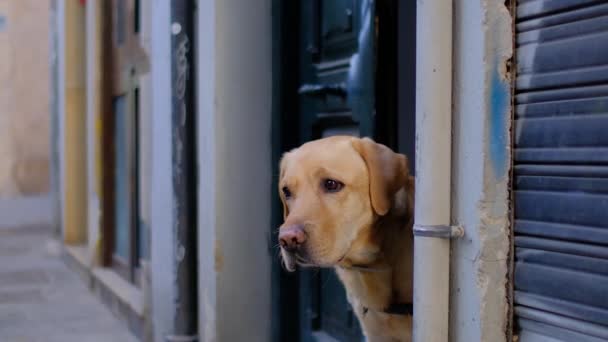 かわいい犬の肖像画 ペットはあなたを見ている 犬が通りを散歩するのを待っている かわいい白人男性のラブラドールを閉じます 淡褐色の動物 4Kスローモーションビデオ — ストック動画