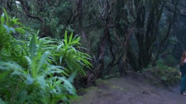 Beautiful woman in an elf costume is walking in a magic green enchanted forest. Redhead girl with a long hair. Trees covered with most on the background. 