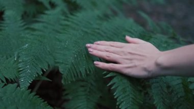 Hand of a woman gently touches the fern plant. Green wet leaves in a forest. Close-up shot of female long fingers. Lush foliage with water drops. Slow motion, 4k.