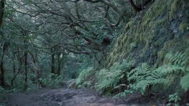 Beautiful green enchanted forest. Ancient woods. Magical teal rain forest. Lush foliage. Organic background. 