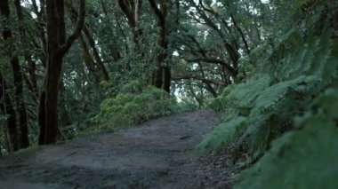 Beautiful green enchanted forest. Ancient woods. Magical teal rain forest. Lush foliage. Organic background. 