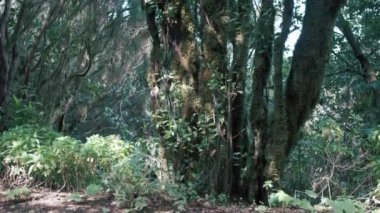 Beautiful green enchanted forest. Ancient woods. Magical teal rain forest. Lush foliage. Organic background. 